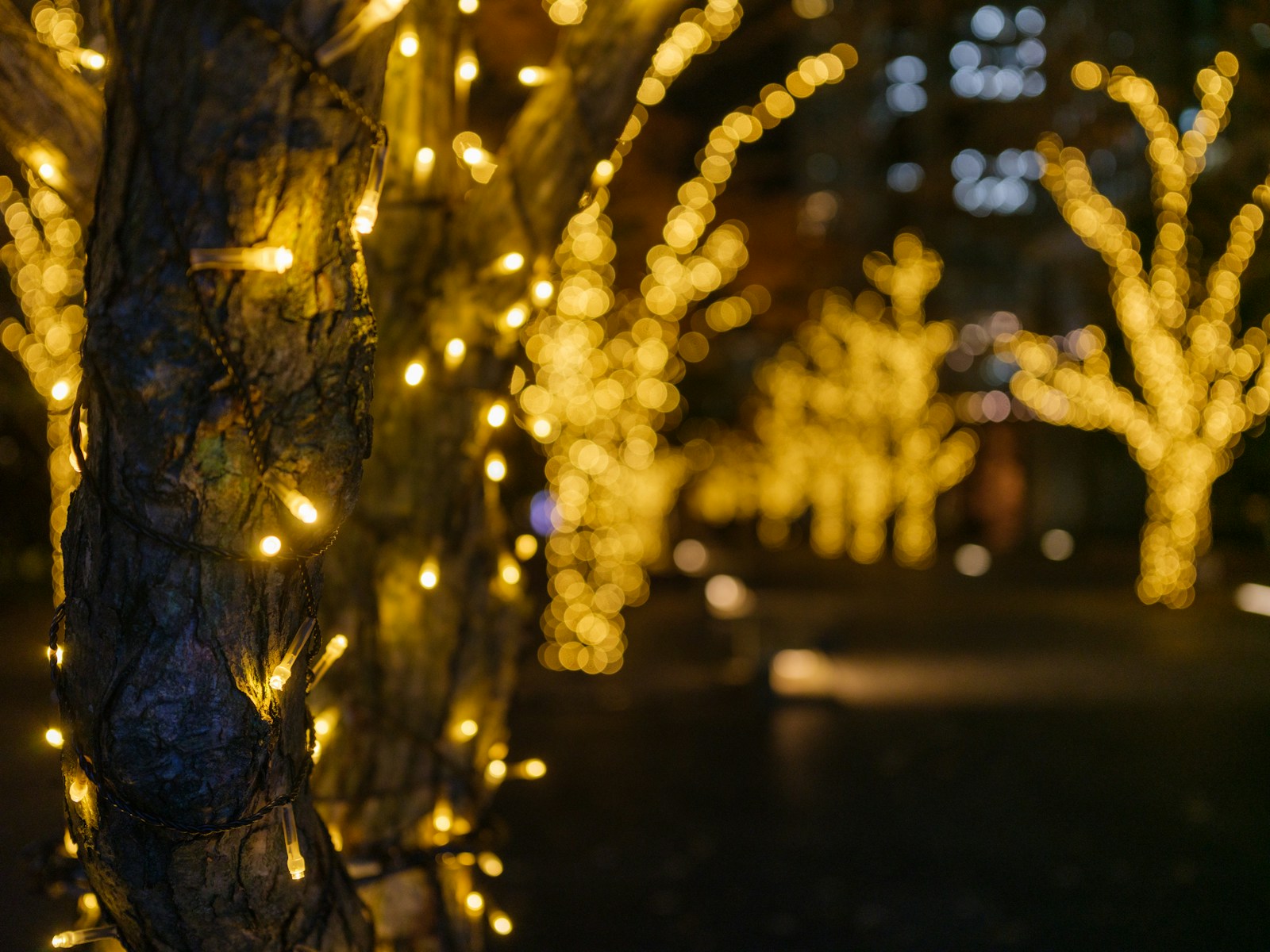 A bunch of lights that are on a tree